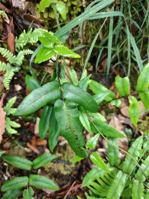 Blechnum wattsii (Hard Water-fern) (alternate view 6)