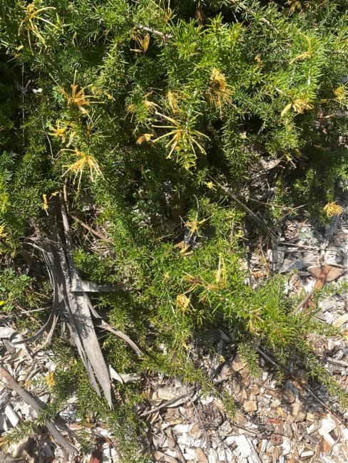 Grevillea juniperina (alternate view 3)