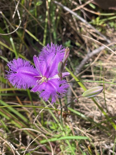 Thysanotus tuberosus (Common Fringe-lily) (alternate view 11)