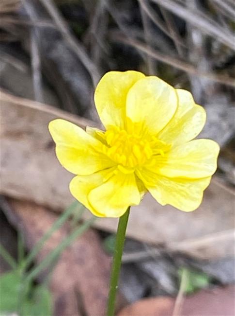 Ranunculus lappaceus (Australian Buttercup) (alternate view 11)