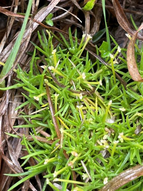 Scleranthus biflorus