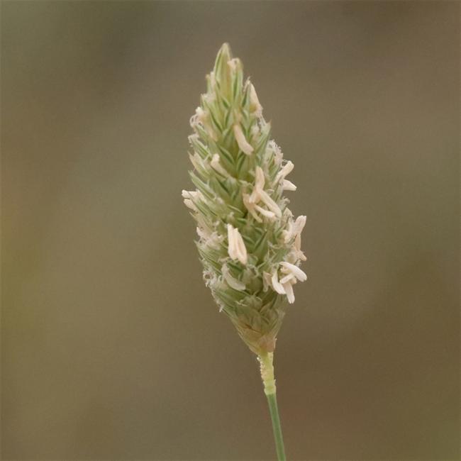 Phalaris aquatica (harding grass) (alternate view 11)