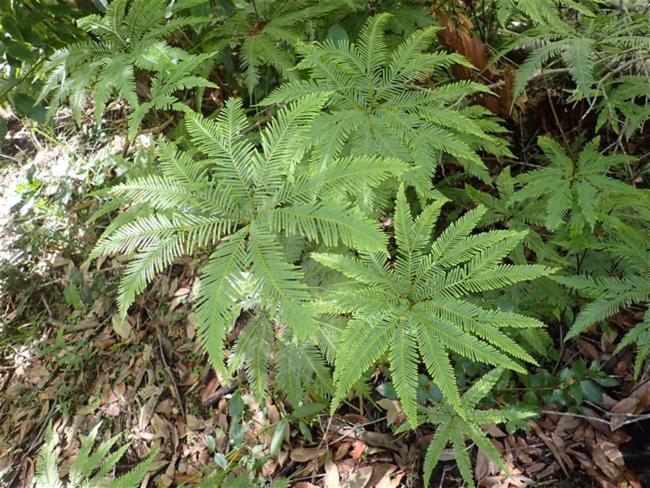 Sticherus flabellatus (Shiny fan fern) (alternate view 12)
