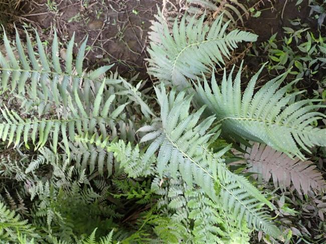 Christella dentata (Soft Fern) (alternate view 6)