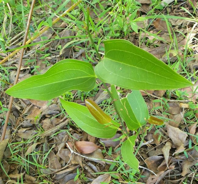 Smilax australis (Austral Sarsaparilla) (alternate view 11)