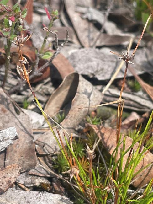 Schoenus apogon (common bog-rush) (alternate view 12)