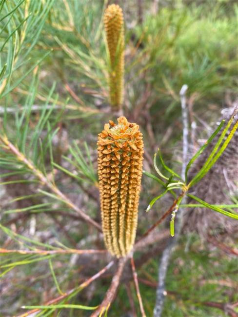 Banksia spinulosa (Hairpin Banksia) (alternate view 11)
