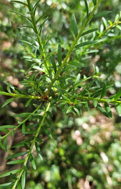 Podocarpus lawrencei (Mountain Plum Pine) (alternate view 2)
