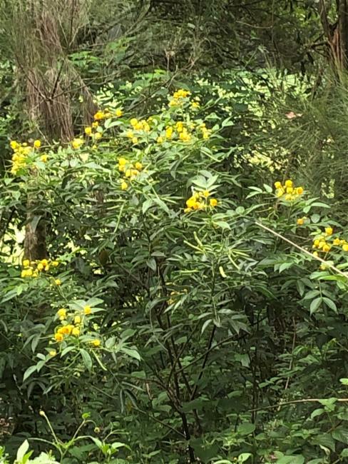 Senna septemtrionalis (Arsenic Bush) (alternate view 13)