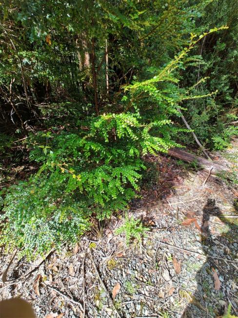 Nothofagus cunninghamii (Myrtle Beech) (alternate view 10)