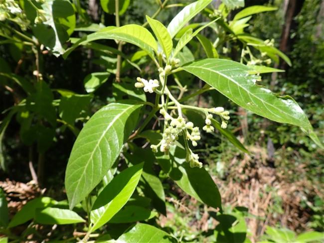 Psychotria loniceroides (Hairy Psychotria) (alternate view 10)