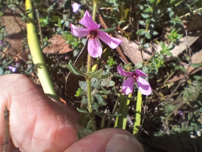 Tetratheca thymifolia (Thyme Pink-bells) (alternate view 12)
