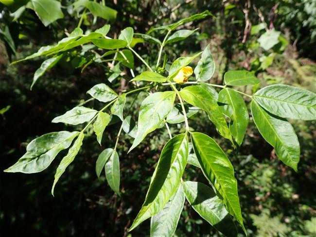 Senna septemtrionalis (Arsenic Bush) (alternate view 12)
