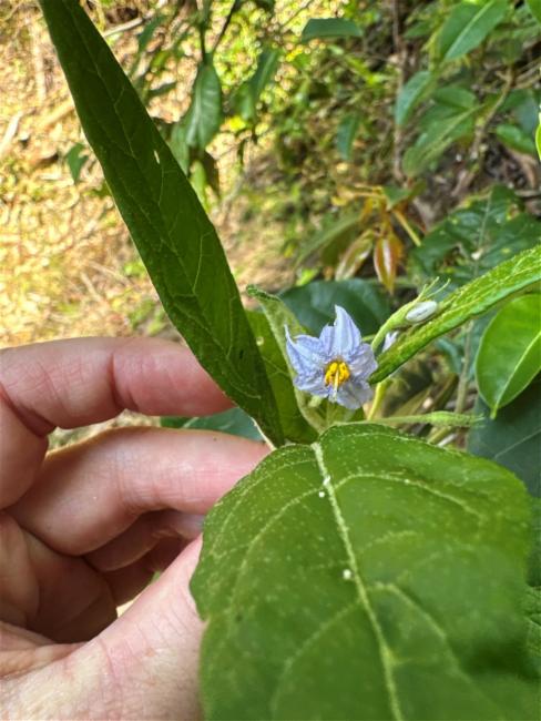 Solanum stelligerum (devil's needles) (alternate view 11)