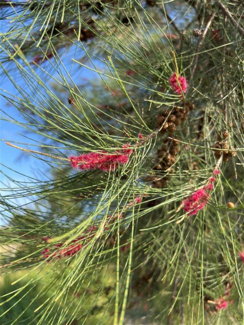Casuarina cunninghamiana (River sheoak) (alternate view 12)