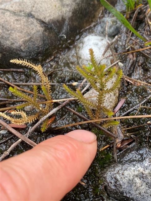 Selaginella uliginosa (Swamp Spikemoss) (alternate view 13)