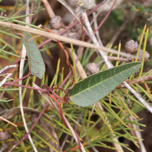 Hardenbergia violacea (False Sarsaparilla) (alternate view 9)