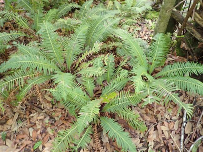 Blechnum nudum (Fishbone water-fern) (alternate view 6)