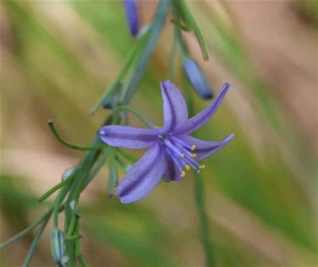 Caesia calliantha (blue grass lily) (alternate view 7)
