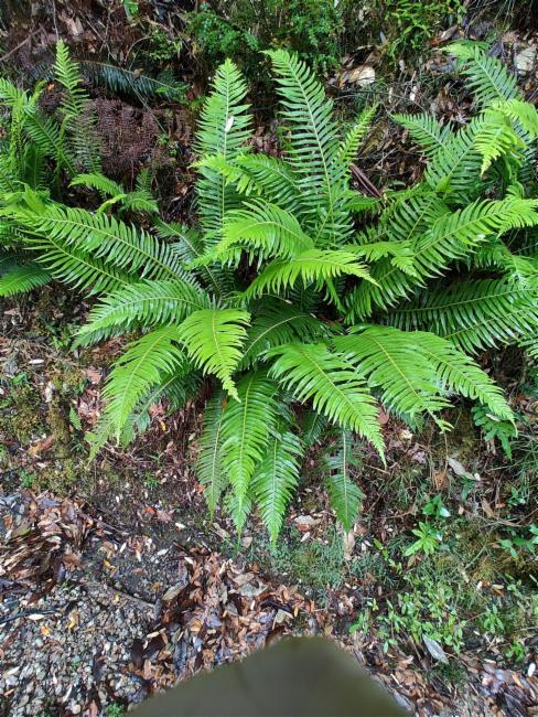 Blechnum nudum (Fishbone water-fern) (alternate view 8)