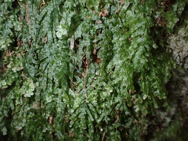 Trichomanes venosum (veined bristle-fern) (alternate view 8)