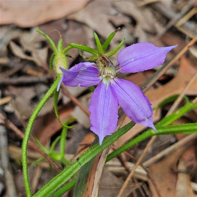 Scaevola ramosissima (Hairy Fan-flower) (alternate view 12)