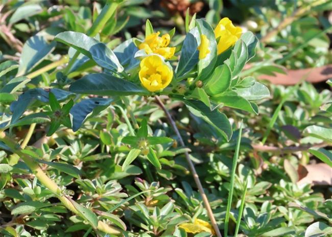 Ludwigia peploides (floating primrose-willow) (alternate view 13)