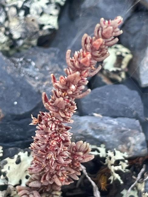 Crassula sieberiana (Australian Stonecrop) (alternate view 11)