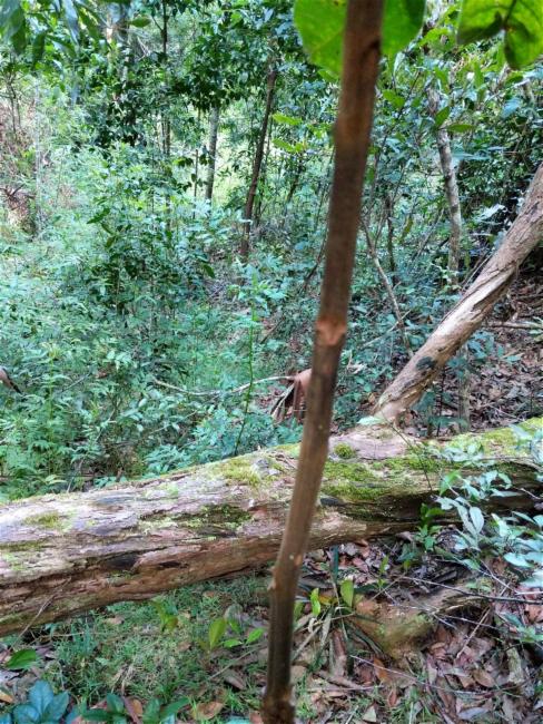 Diploglottis australis (Native Tamarind) (alternate view 11)