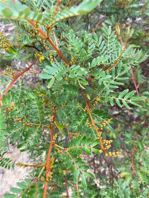 Acacia terminalis (Sunshine Wattle) (alternate view 11)
