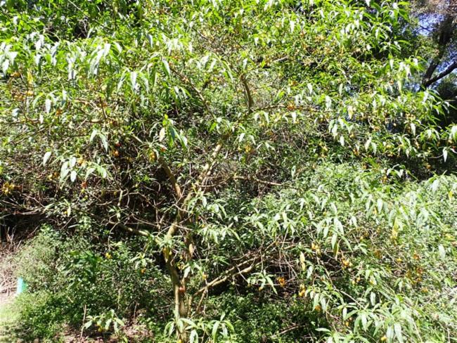 Solanum aviculare (New Zealand nightshade) (alternate view 12)