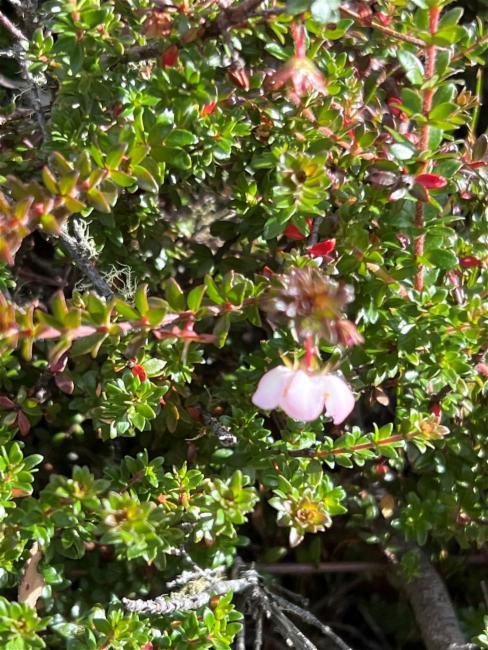 Bauera rubioides (River Rose) (alternate view 10)