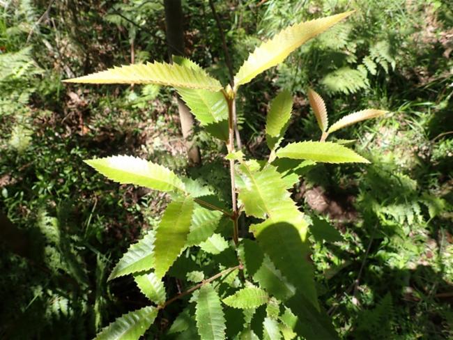 Callicoma serratifolia (Callicoma) (alternate view 12)