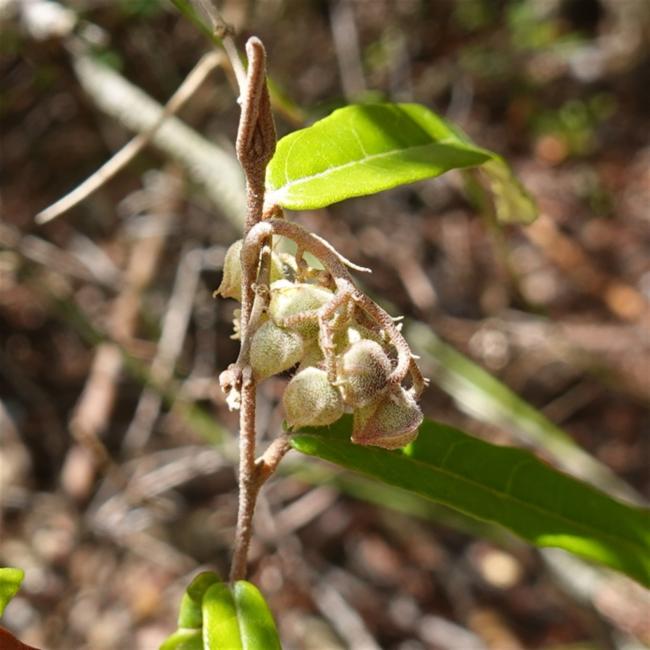 Lasiopetalum ferrugineum (Rusty Petals) (alternate view 12)
