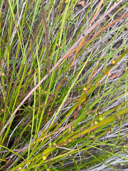 Amperea xiphoclada (Broom Spurge) (alternate view 12)