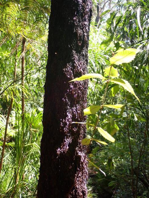 Callicoma serratifolia (Callicoma) (alternate view 14)