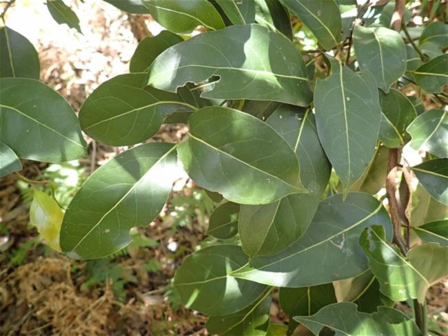 Cryptocarya microneura (murrogun) (alternate view 12)