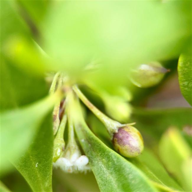 Myoporum boninense (Boobialla) (alternate view 10)