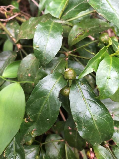 Gynochthodes jasminoides (sweet morinda) (alternate view 8)
