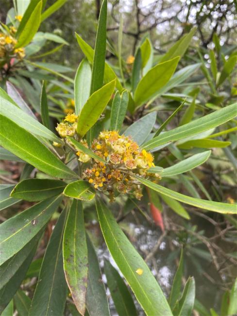 Tristaniopsis laurina (Water Gum) (alternate view 12)