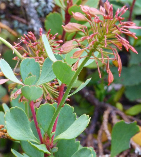 Bellendena montana (Mountain Rocket) (alternate view 11)
