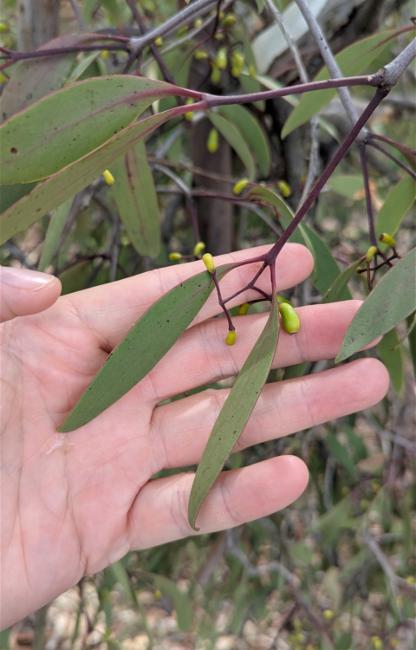 Muellerina eucalyptoides (creeping mistletoe) (alternate view 10)