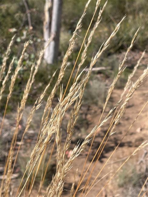 Rytidosperma pallidum (red-anther wallaby grass) (alternate view 12)