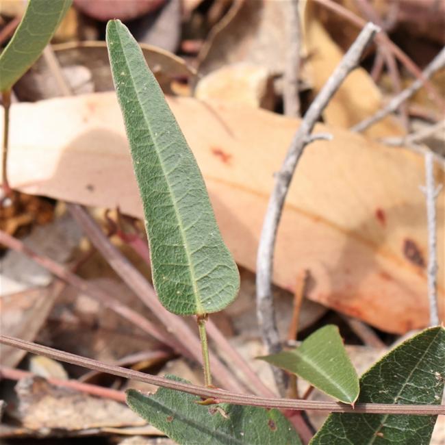 Hardenbergia violacea (False Sarsaparilla) (alternate view 11)