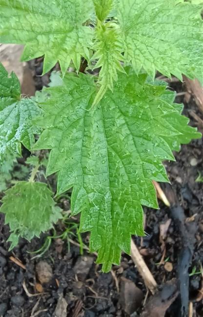 Urtica incisa (Scrub Nettle) (alternate view 12)