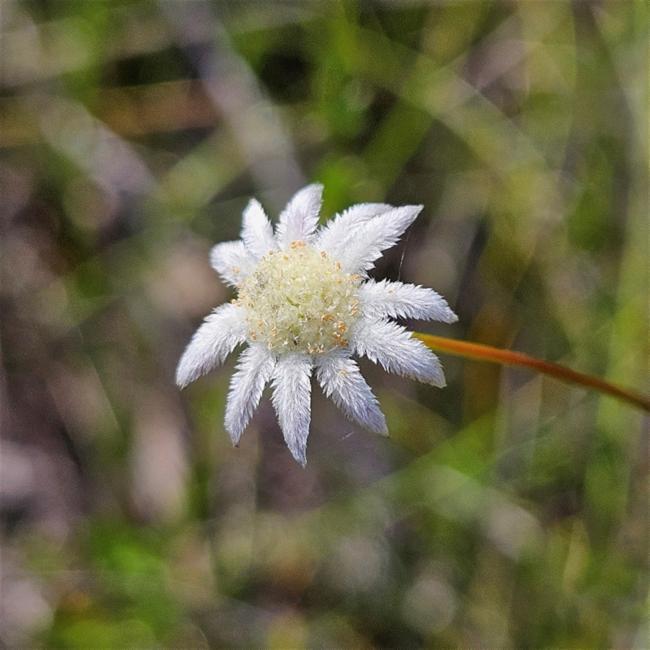 Actinotus minor (Lesser Flannel Flower) (alternate view 10)