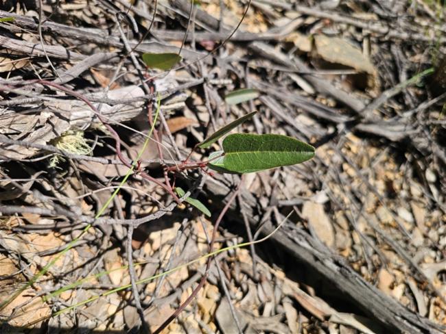 Hardenbergia violacea (False Sarsaparilla) (alternate view 10)