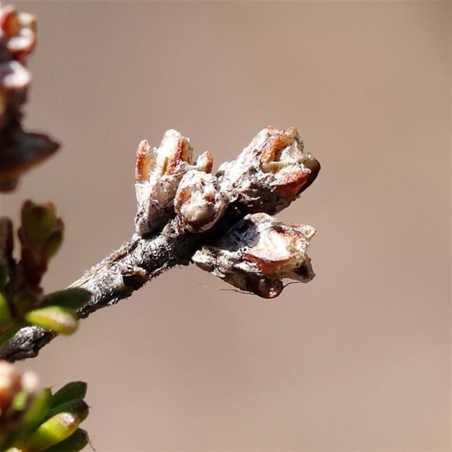 Calytrix tetragona (Fringe Myrtle) (alternate view 11)