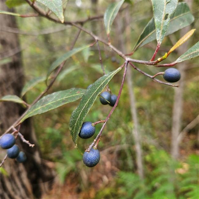 Elaeocarpus reticulatus (Blueberry ash) (alternate view 11)