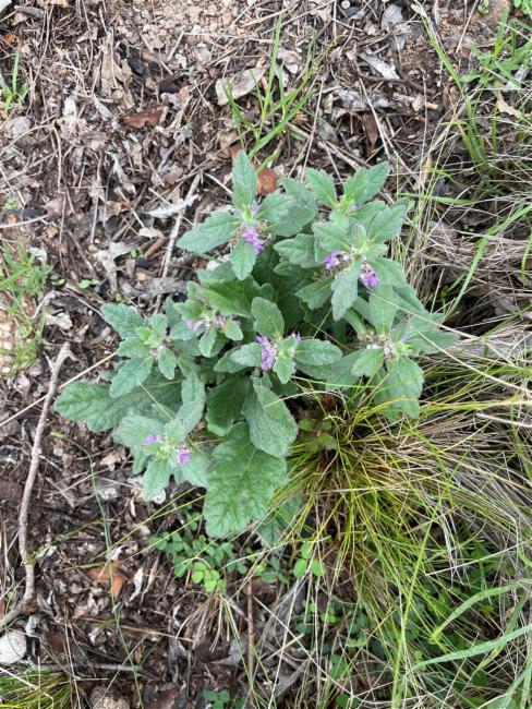 Ajuga australis (Austral Bugle) (alternate view 12)